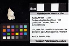 Foto (Objket + Etiketten) von Decapoda indet. 